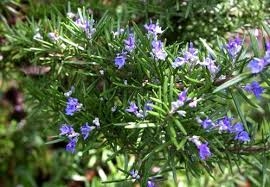 Camphor rosemary essential oil