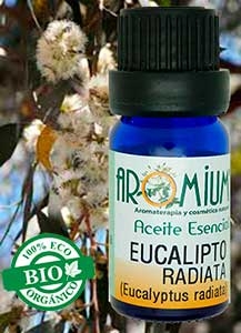 [AR025AEB] Huile essentielle d'Eucalyptus radié Bio