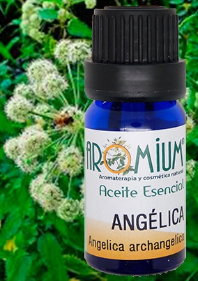 [AR113AE] Angelica essential oil