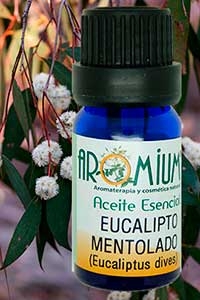 [AR281AE] Huile essentielle d'eucalyptus mentholée